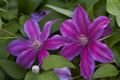 Clematis Myoojoo Powojnik